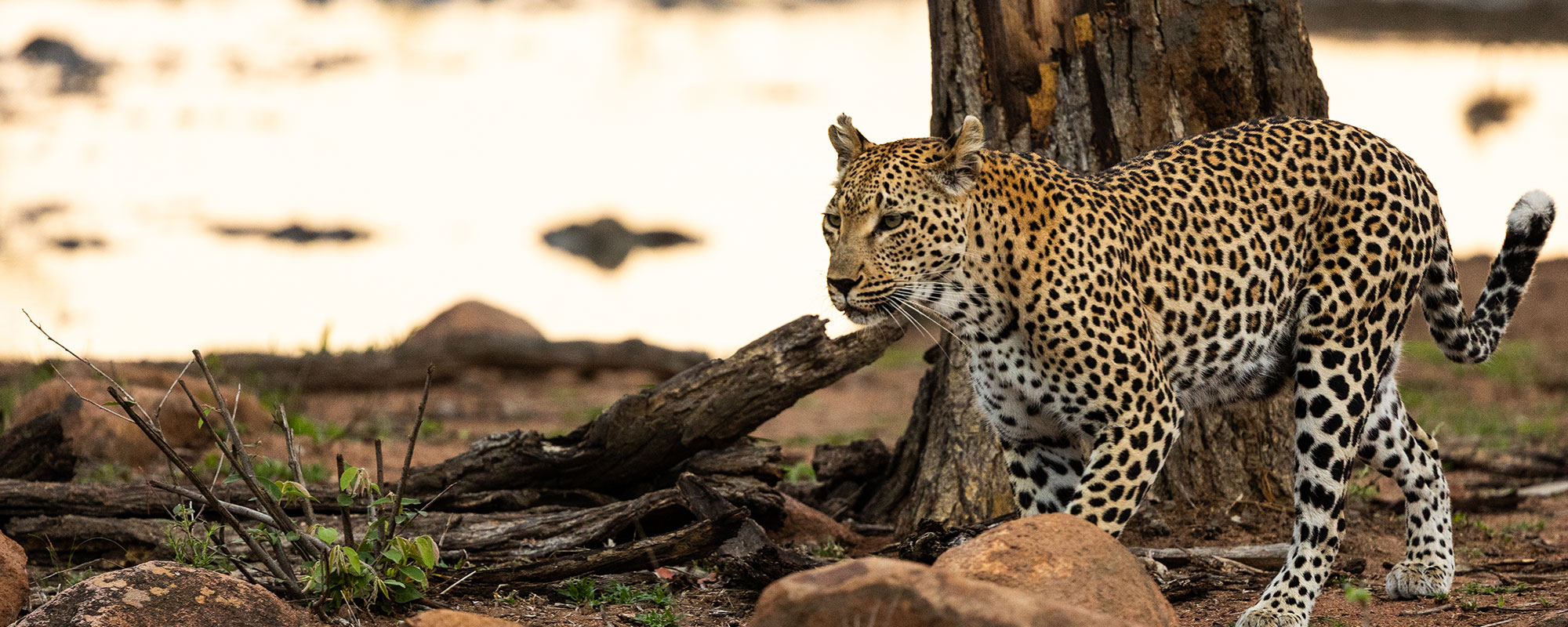 Richard Ruskin photo of leopard at dusk walking near tree and rocks
